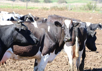 Inligtingsdag vir vleisbeesboere