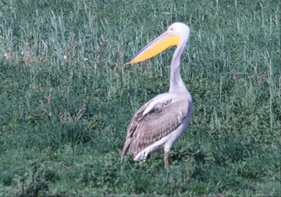 Unusual pelican sighting at Mossel Bay