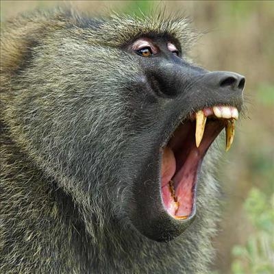 Roaming baboons an uneasy reality