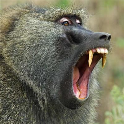 Roaming baboons an uneasy reality