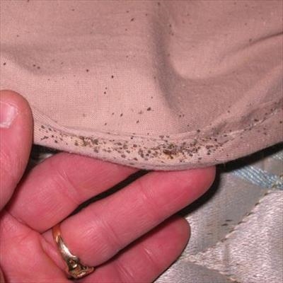 Don’t let bed bugs ruin your holiday