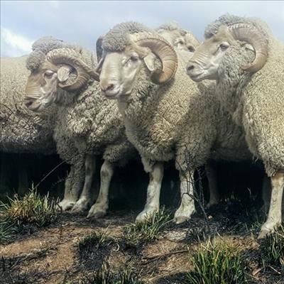 Merino-veiling eersdaags op Groenvlei