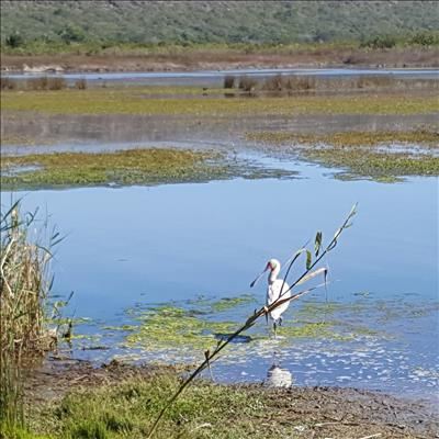 Spoonbill celebrating spring in Sedgefield