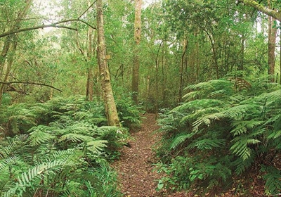 South Cape forests 'not diminishing'
