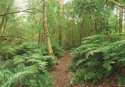 South Cape forests 'not diminishing'