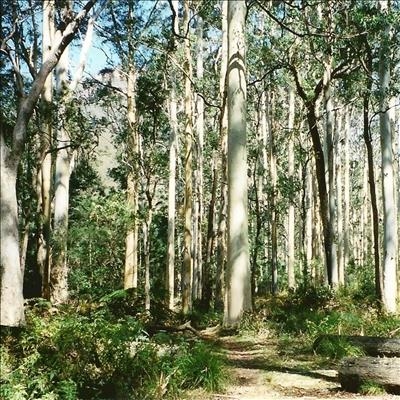 Bluegums: Friend or foe? 
