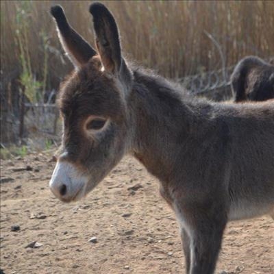 Tweeling donkies gebore