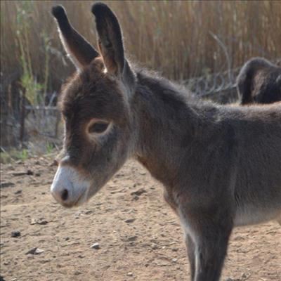 Tweeling donkies gebore