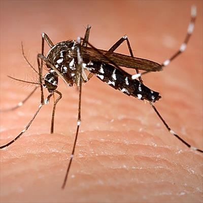 Rare malaria death of girl in northern Italy puzzles doctors