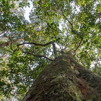 Recommended: trees and dune plant species