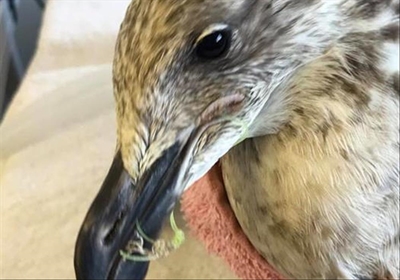 Fishing tackle causes suffering