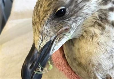Fishing tackle causes suffering