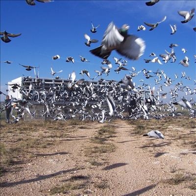 Pigeons need to be vaccinated