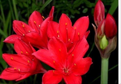 Go indigenous - plant a George lily