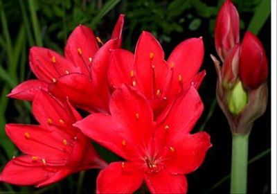 Go indigenous - plant a George lily