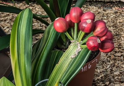 Spectacular clivias on show soon