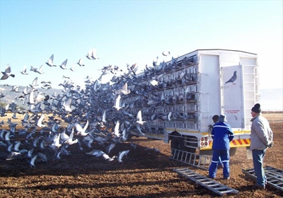 Pigeon vaccination deadline looms