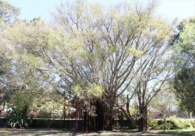 Merkwaardige boom pronk in kerk se tuin