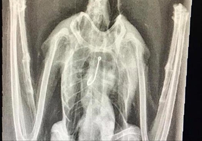 Discarded tackle causes suffering