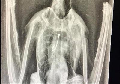 Discarded tackle causes suffering