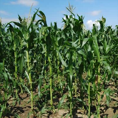 Agribusiness confidence drops but still optimistic