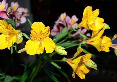 Mosselbaai-blommeskou volgende week