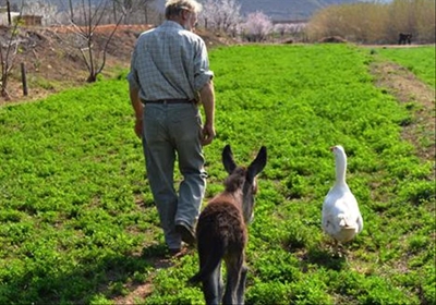 Tweeling donkies bring vreugde