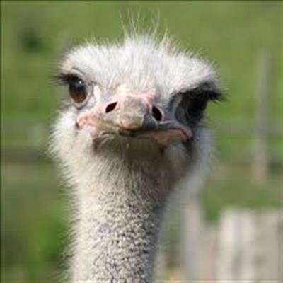   Update on bird flu in the Western Cape