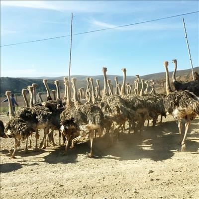 Infected farms under quarantine