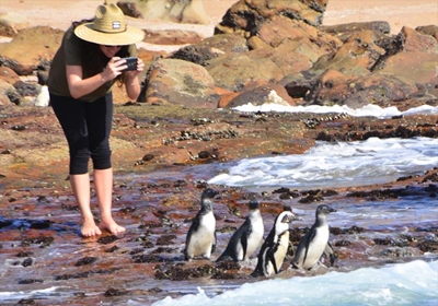 Successful penguin release