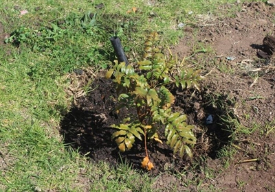 Thembalethu Primary receives trees
