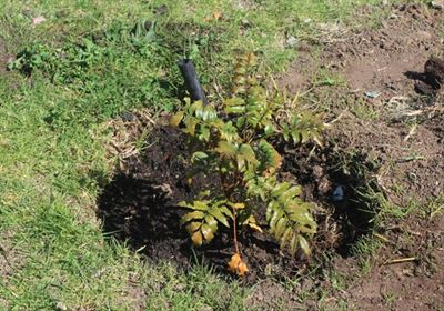 Thembalethu Primary receives trees