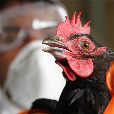 Farmers urged to implement strict measures to fight bird flu