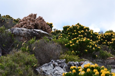 Citizen science: Join hunt for fynbos killers