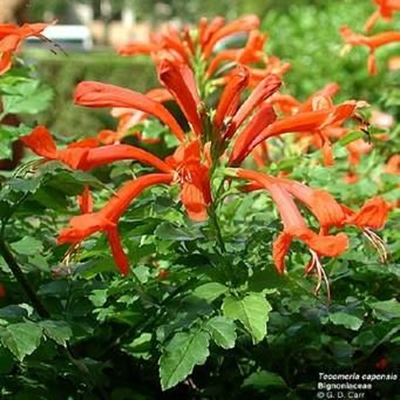 Add colour to your garden