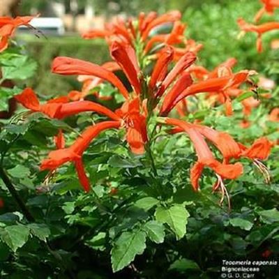 Add colour to your garden