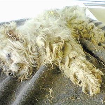 Bende kinders rand hond aan