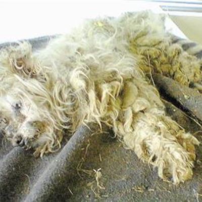 Bende kinders rand hond aan