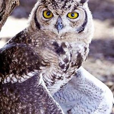 Owl out of the woods