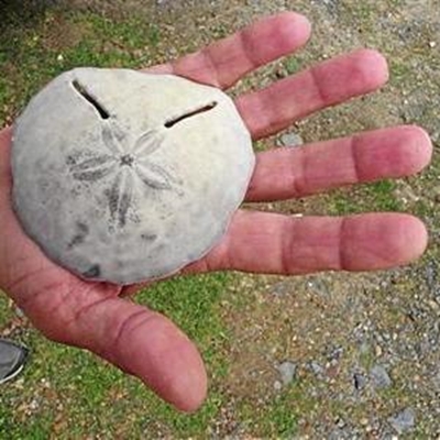 Huge Pansy shell picked up in Witsand