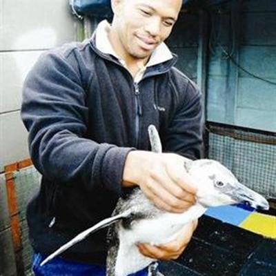 Report penguins along coast