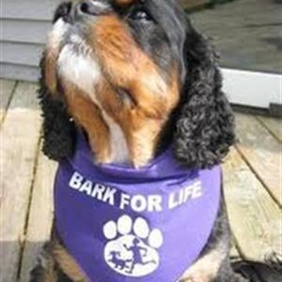 Bark for Life môre in Oudtshoorn