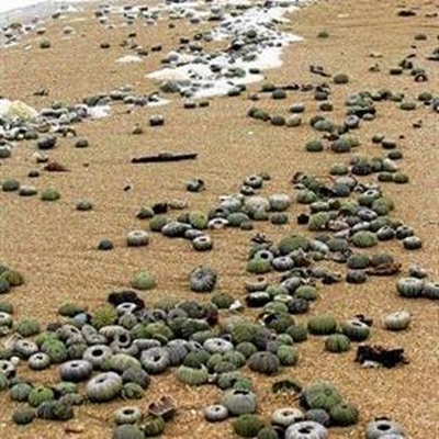 Opvolg: Pampoentjies spoel uit op strand