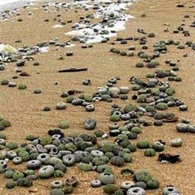 Opvolg: Pampoentjies spoel uit op strand