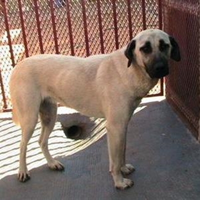Hond soek tuiste