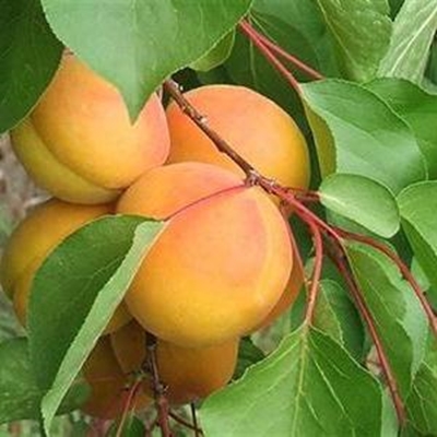 Pick your own apricots, peaches and grapes