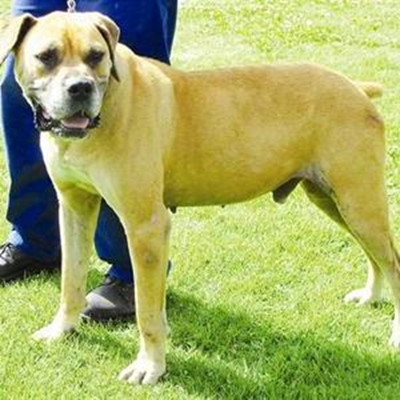 Survivor Rocky needs a home