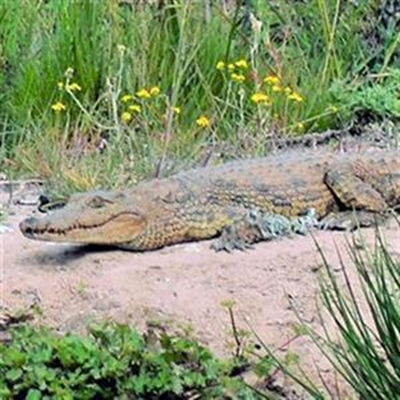 All 'quiet' on crocodile front