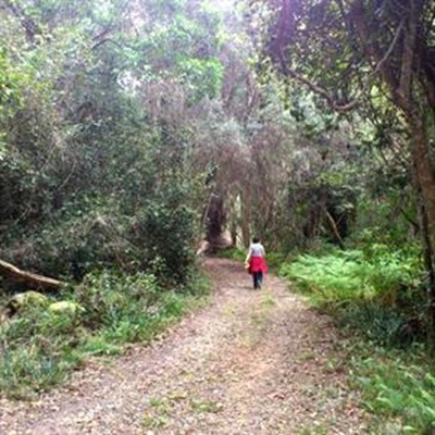 Explore magnificent trees