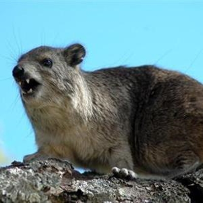 Verbod op voer van dassies by Punt